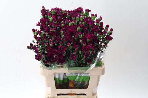 Dianthus tros overig