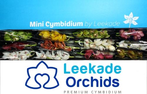 Cymbidium mini per tak gemengd