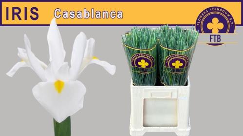 Iris (Hollandse Iris Grp) 'Casablanca'