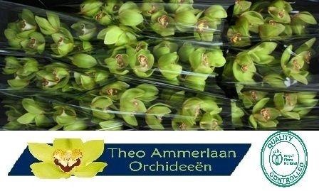 Cymbidium grootbloemig per tak Honey Green 'Melissa'