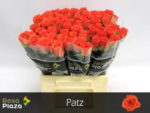 Rosa grootbloemig Patz