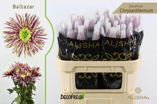 Chrysanthemum Indicum Grp geplozen Baltazar