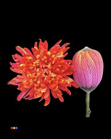 Chrysanthemum (Indicum Grp) geplozen Antonov kleurbehandeld H%