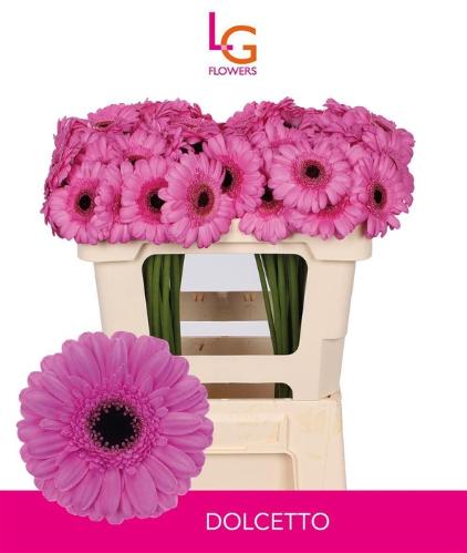 Gerbera mini Dolcetto