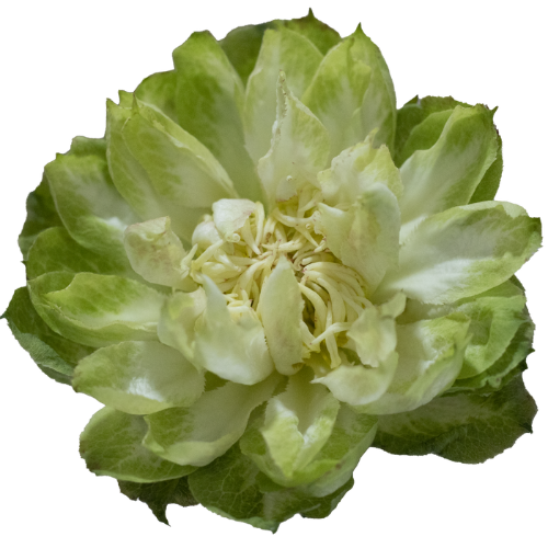 Rosa grootbloemig overig