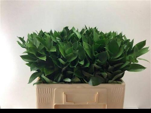 Ruscus hypophyllum (groot blad)