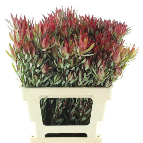 Leucadendron coniferum 'Blushed Pearl'
