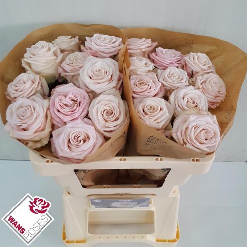 Rosa grootbloemig Café!