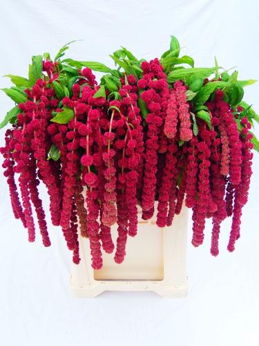 Amaranthus caudatus 'Rosary'
