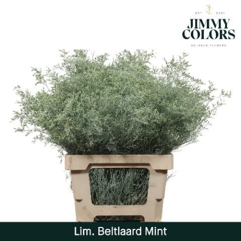 Limonium overig kleurbehandeld H%