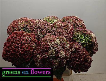 Hydrangea macrophylla Magical Revolution (classic)