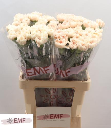 Dianthus standaard Peach Tea+