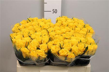 Rosa grootbloemig Moonwalk