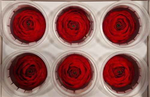 Rosa grootbloemig kleurbehandeld H%