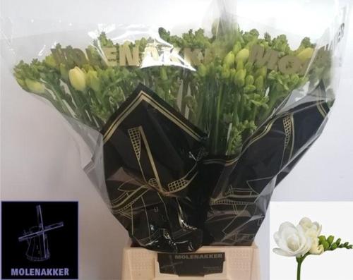 Freesia dubbel Essence