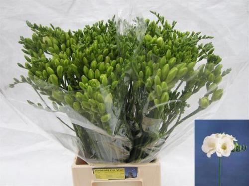 Freesia dubbelbloemig Versailles