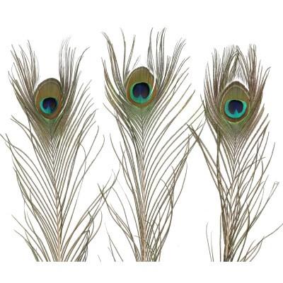Feathers Peacock feathers 40-50cm