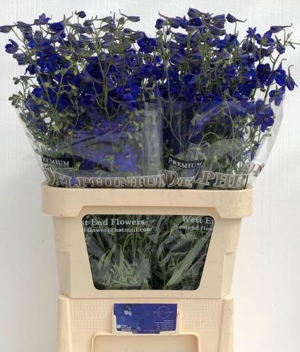 Delphinium Belladonna Grp enkelbloemig 'Volkerfrieden'