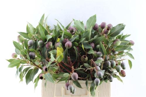 Eucalyptus overig met bes