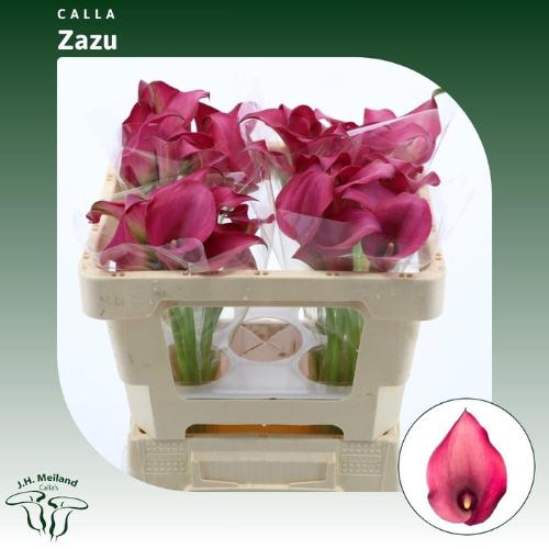 Zantedeschia 'Zazu'