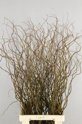 Salix babylonica 'Tortuosa'