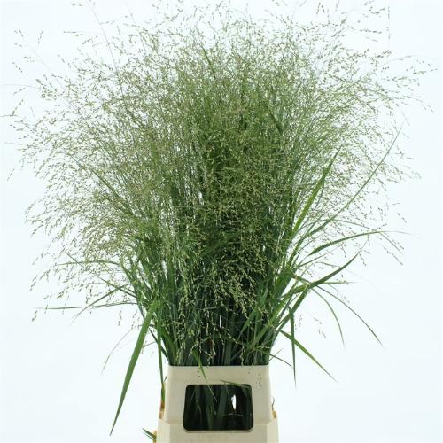 Panicum overig