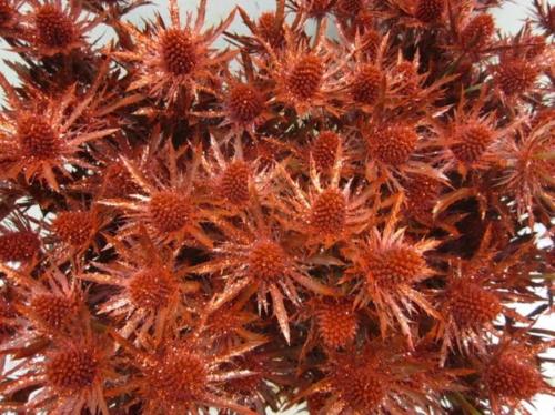 Eryngium planum kleurbehandeld H%