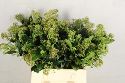 Skimmia per bos overig