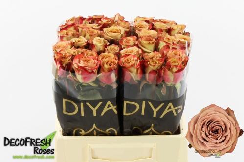 Rosa grootbloemig Cappuccino