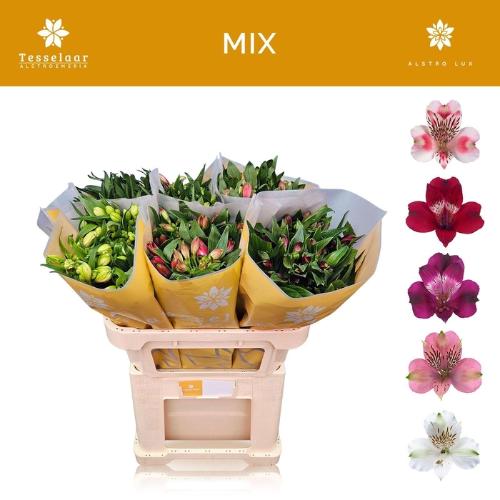 Alstoemeria gemengd in fust