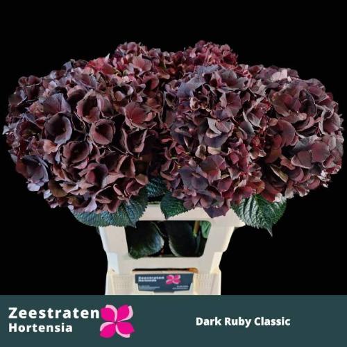 Hydrangea macrophylla Magical Dark Ruby (classic)