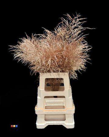 Decoratiegroen kleurbehandeld per bos H%