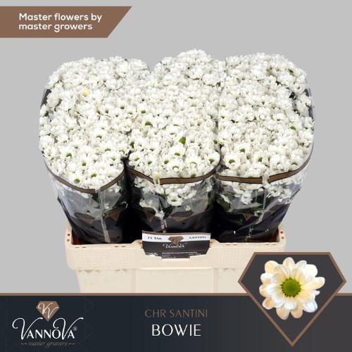 Chrysanthemum (Indicum Grp) tros santini AAA Bowie