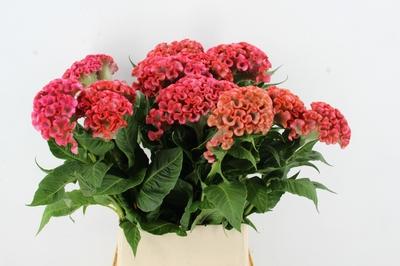 Celosia argentea (Cristata Grp) 'Unlimited Coral'