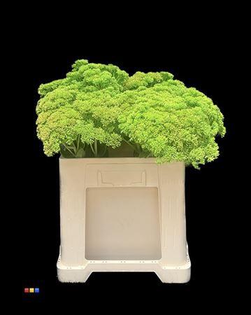 Sedum spectabile kleurbehandeld H%