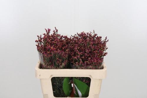 Limonium sinensis Scarlet Diamond