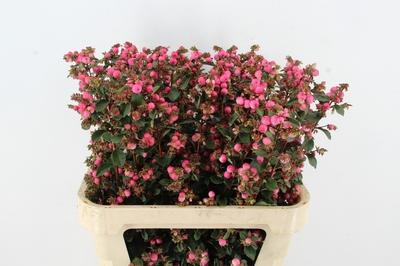 Symphoricarpos (Pink Berry Grp) Magical Ruby Falls