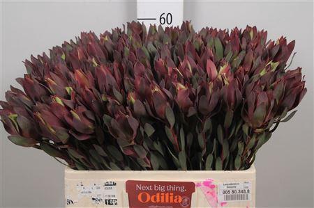Leucadendron 'Senorita'