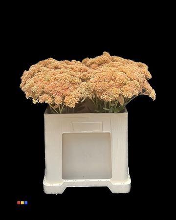 Sedum spectabile kleurbehandeld H%