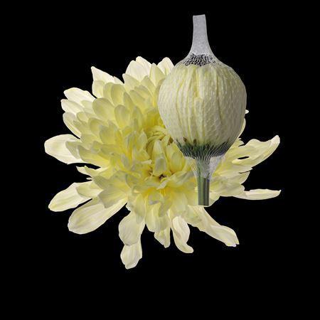 Chrysanthemum (Indicum Grp) geplozen Antonov kleurbehandeld H%