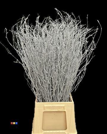 Betula per bos kleurbehandeld