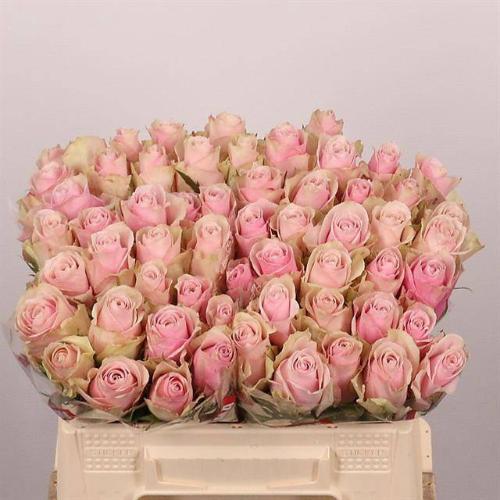 Rosa grootbloemig Pink Athena