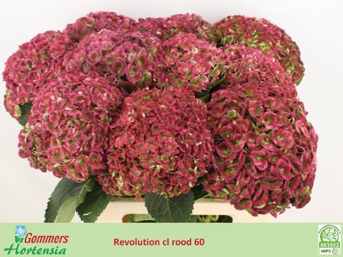 Hydrangea macrophylla Magical Revolution (classic)