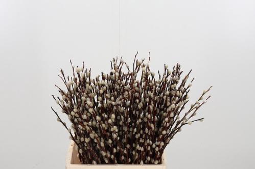 Salix Wilgenkatjes