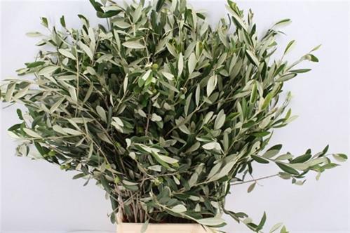 Olea europaea