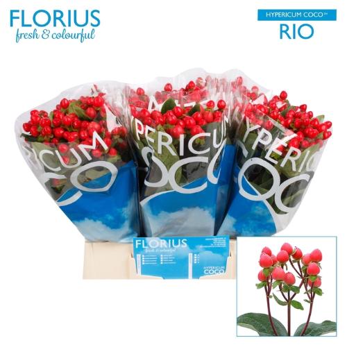 Hypericum Coco Rio