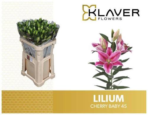 Lilium (Oriental Grp) 'Cherry Baby'