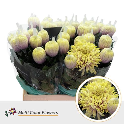 Chrysanthemum (Indicum Grp) geplozen Antonov kleurbehandeld H%