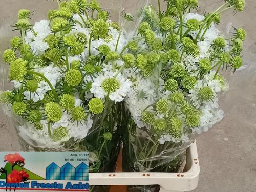 Scabiosa atropurpurea Focal Scoop White