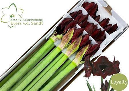 Hippeastrum Galaxy Grp 'Loyalty'